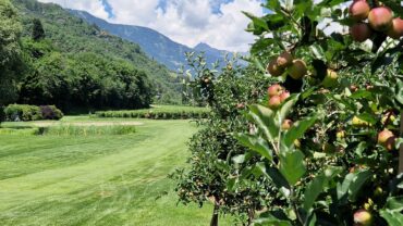 Reifende Äpfel am Golfplatz Lana mit Fairway und Bergkulisse im Hintergrund