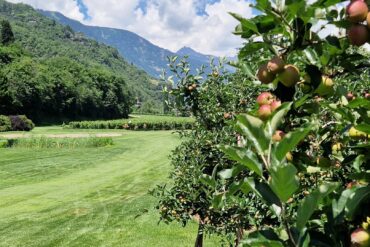 Reifende Äpfel am Golfplatz Lana mit Fairway und Bergkulisse im Hintergrund