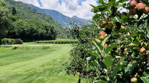 Reifende Äpfel am Golfplatz Lana mit Fairway und Bergkulisse im Hintergrund