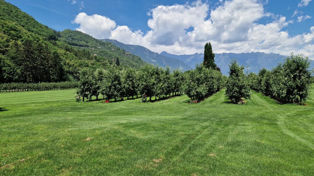 Apfelbäume entlang eines Fairways auf dem Golfplatz Lana vor der Bergkulisse 